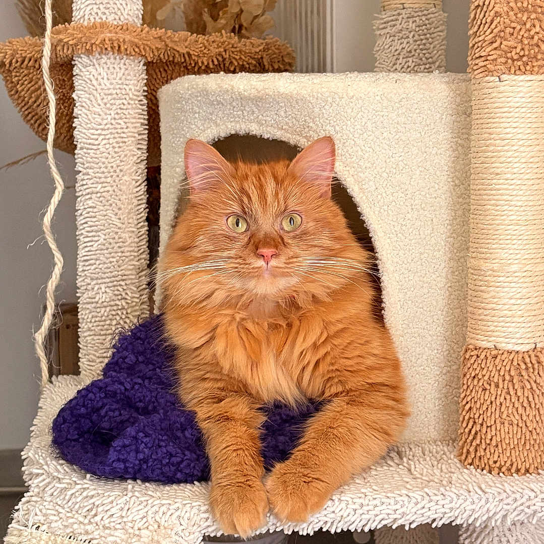 Merlin a rejoint le concours — aidez-le/la à gagner de superbes lots ! cat, orange_cat, fluffy, cat_tree, pet, indoor, furniture, blanket, purple, relaxed, cozy, home, decor, animal, paws, ears, fur, cute, domestic_cat, resting