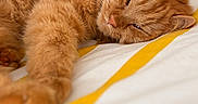 Merlin participe au concours pour gagner de l'argent avec cette photo : animal, bed, bedding, cat, close_up, cozy, cute, feline, fur, home, indoor, orange_cat, paw, pet, relaxed, resting, sleeping, soft, whiskers, yellow_stripes