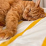 Merlin participe au concours pour gagner de l'argent avec cette photo : cat, orange_cat, feline, pet, sleeping, resting, bed, bedding, yellow_stripes, fur, whiskers, close_up, indoor, cozy, relaxed, animal, cute, soft, paw, home