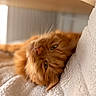 Merlin a rejoint le concours — aidez-le/la à gagner de superbes lots ! cat, orange_cat, feline, pet, animal, fluffy, soft_texture, blanket, cozy, relaxed, indoor, resting, close_up, whiskers, fur, sleepy, comfort, warm_light, wood, home