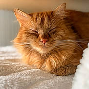 Merlin participe au concours pour gagner de l'argent avec cette photo : cat, ginger_cat, sleeping, fluffy, whiskers, cozy, soft, blanket, indoor, pet, feline, resting, closeup, fur, nap, cute, animal, peaceful, warm_light, relaxed