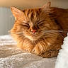 cat, ginger_cat, sleeping, fluffy, whiskers, cozy, soft, blanket, indoor, pet, feline, resting, closeup, fur, nap, cute, animal, peaceful, warm_light, relaxed