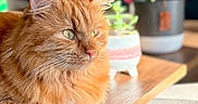 Merlin a rejoint le concours — aidez-le/la à gagner de superbes lots ! cat, orange_cat, fluffy_cat, indoor, table, wooden_table, plant, potted_plant, sunlight, cozy, furniture, pet, animal, domestic_animal, relaxing, closeup, side_view, green_eyes, fur, whiskers