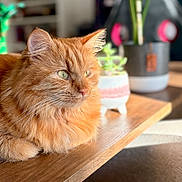 Merlin a rejoint le concours — aidez-le/la à gagner de superbes lots ! animal, cat, closeup, cozy, domestic_cat, feline, fluffy, fur, green_eyes, houseplant, indoor, loaf_position, orange_cat, pet, plant, potted_plant, relaxed, sunlight, table, wooden_table