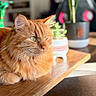 animal, cat, closeup, cozy, domestic_cat, feline, fluffy, fur, green_eyes, houseplant, indoor, loaf_position, orange_cat, pet, plant, potted_plant, relaxed, sunlight, table, wooden_table