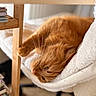 books, bookshelf, cat, chair, comfort, cozy, feline, fluffy_blanket, fur, ginger_cat, home, indoor, paw, pet, relaxation, resting, stretching, whiskers, white_blanket, wooden_table