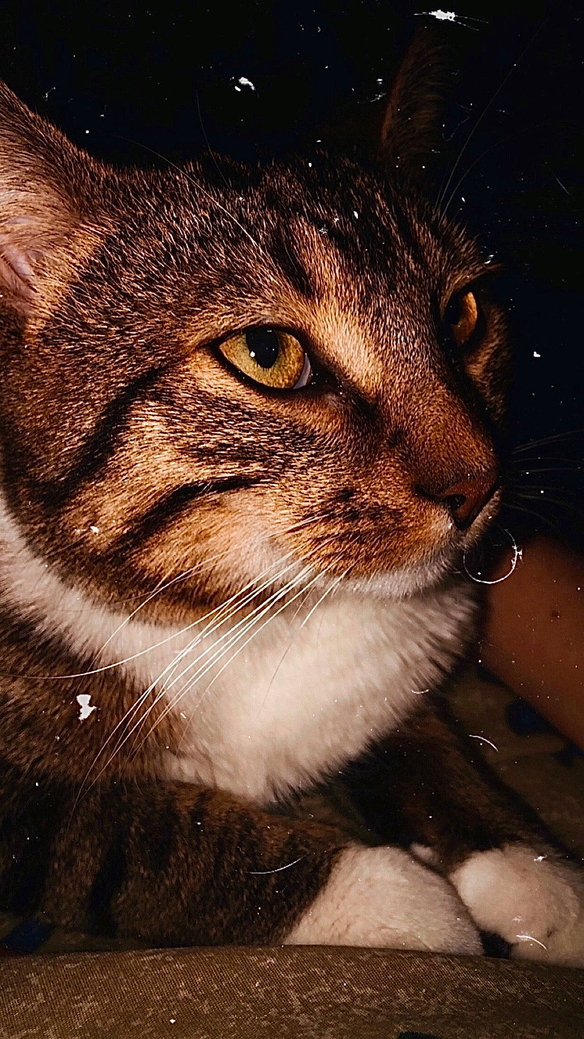 Lucifer a rejoint le concours — aidez-le/la à gagner de superbes lots ! aegean_cat, american_wirehair, asian, carnivore, cat, chausie, close_up, domestic_short_haired_cat, european_shorthair, eye, felidae, fur, kitten, nose, ojos_azules, organ, small_to_medium_sized_cats, snout, tabby_cat, whiskers