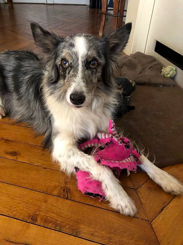 Gena a rejoint le concours — aidez-le/la à gagner de superbes lots ! canidae, carnivore, companion_dog, dog, dog_breed, dog_supply, flooring, fur, hardwood, plank, small_terrier, snout, sporting_group, terrier, toy_dog, wood, wood_flooring, working_animal, working_dog