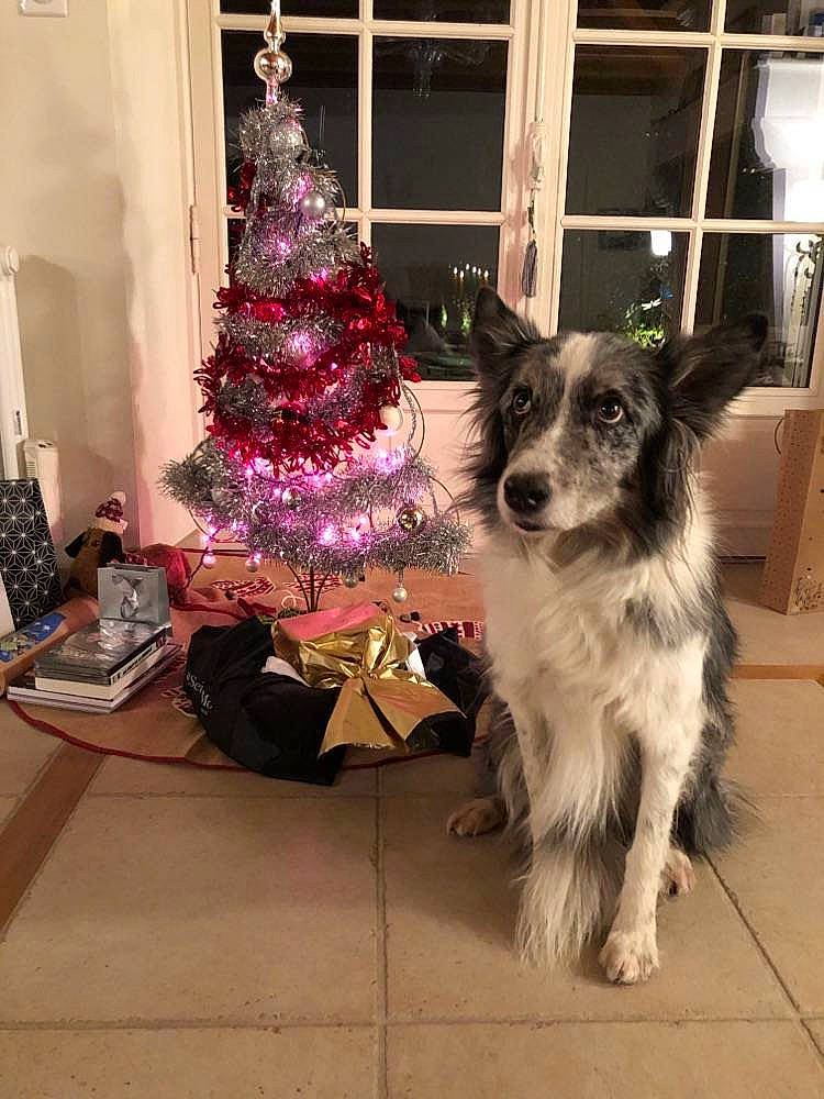 Gena participe au concours pour gagner de l'argent avec cette photo : carnivore, christmas, christmas_decoration, christmas_ornament, christmas_tree, companion_dog, conifer, dog, dog_breed, dog_supply, event, evergreen, holiday, holiday_ornament, living_room, ornament, plant, tree, whiskers, window