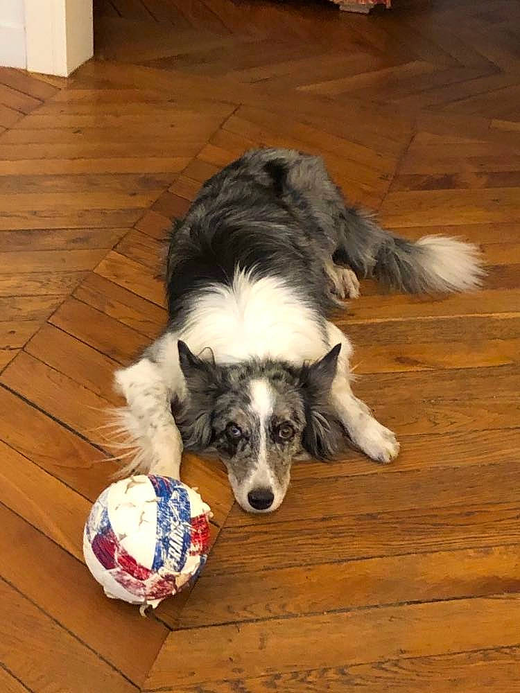 Gena participe au concours pour gagner de l'argent avec cette photo : australian_shepherd, border_collie, canidae, carnivore, companion_dog, dog, dog_breed, floor, flooring, fur, hardwood, herding_dog, laminate_flooring, plank, varnish, wood, wood_flooring, wood_stain, working_dog