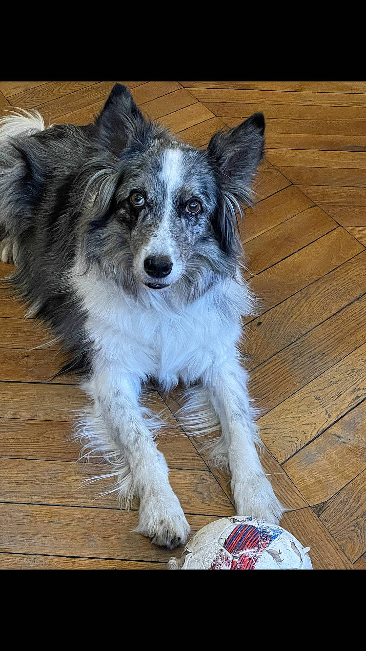 Gena a rejoint le concours — aidez-le/la à gagner de superbes lots ! canidae, carnivore, companion_dog, dog, dog_breed, flooring, fur, hardwood, plank, snout, sporting_group, terrestrial_animal, varnish, whiskers, wood, wood_stain, working_animal, working_dog