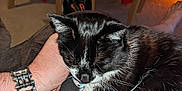 Dita is registered to the contest to win money with this photo: barefoot, black_and_white, casual, cat, chair, closeup, comfort, domestic, fabric, fur, furniture, hand, home, indoor, lap, person, pet, relaxing, whiskers, wristwatch