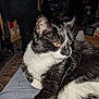 Dita joined the competition — help win amazing prizes! animal, black_and_white, cat, closeup, comfort, cozy, curious, domestic, feline, flash, fur, home, indoor, lap, mammal, night, pet, relaxed, resting, whiskers