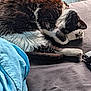 Dita is registered to the contest to win money with this photo: animal, bed, black_and_white, blanket, cat, close_up, cozy, curling, domestic, fur, indoors, leafy_background, paw, pet, relaxation, resting, sleeping, soft, sunlight, whiskers