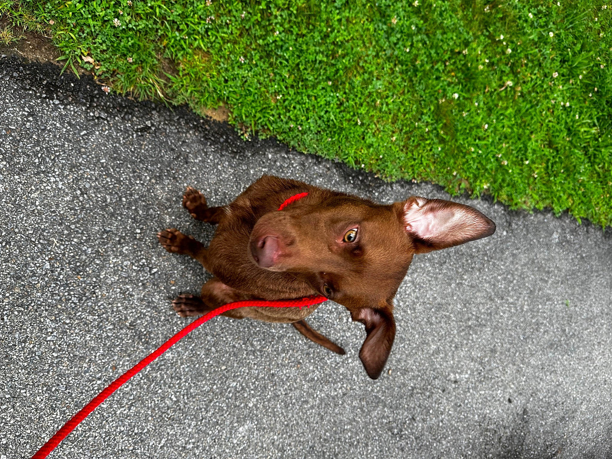 George joined the competition — help win amazing prizes! asphalt, canidae, carnivore, collar, companion_dog, dog, dog_breed, dog_collar, fashion_accessory, fawn, grass, leash, liver, road_surface, snout, sporting_group, tail, terrestrial_animal, toy, working_animal