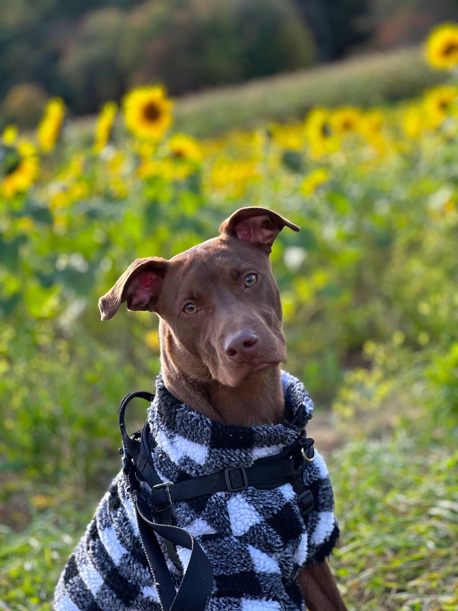 George joined the competition — help win amazing prizes! canidae, carnivore, collar, companion_dog, dog, dog_breed, dog_collar, dog_supply, fashion_accessory, fawn, field, flower, grass, grassland, pattern, pet_supply, plant, snout, sporting_group, working_animal