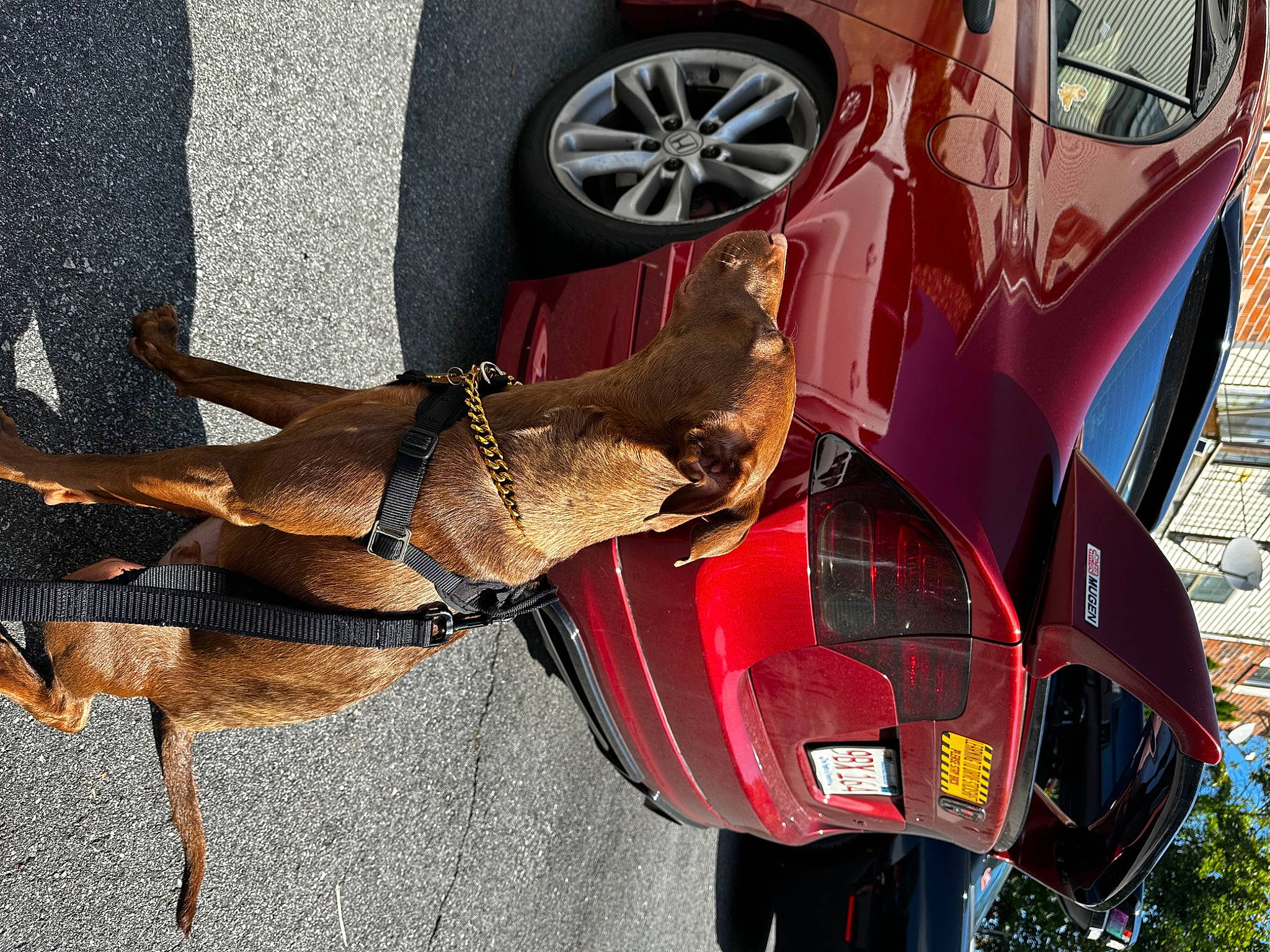 George is registered to the contest to win money with this photo: automotive_design, automotive_exterior, automotive_lighting, automotive_tire, automotive_wheel_system, car, carnivore, collar, dog, fawn, fender, hood, hubcap, motor_vehicle, tire, vehicle, vehicle_door, wheel, window, working_animal