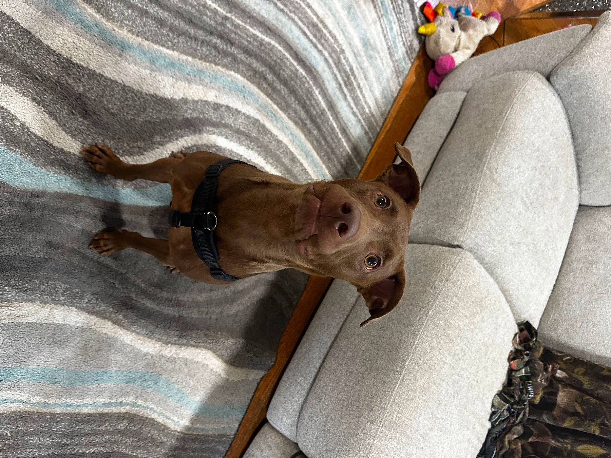 George is registered to the contest to win money with this photo: art, auto_part, canidae, car, car_seat, carnivore, comfort, companion_dog, couch, dog, dog_breed, fawn, sculpture, sporting_group, vehicle_door, window, wood, working_animal