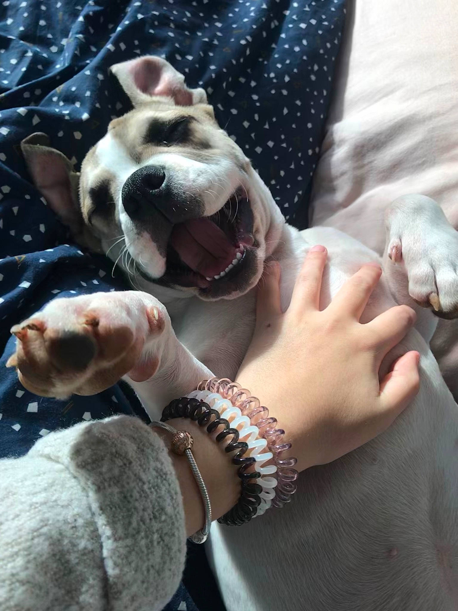 Queeny a rejoint le concours — aidez-le/la à gagner de superbes lots ! american_bulldog, american_pit_bull_terrier, australian_bulldog, bulldog, canidae, carnivore, companion_dog, dog, dog_breed, fawn, non_sporting_group, old_english_bulldog, olde_english_bulldogge, paw, pit_bull, puppy, puppy_love, snout, valley_bulldog, white_english_bulldog