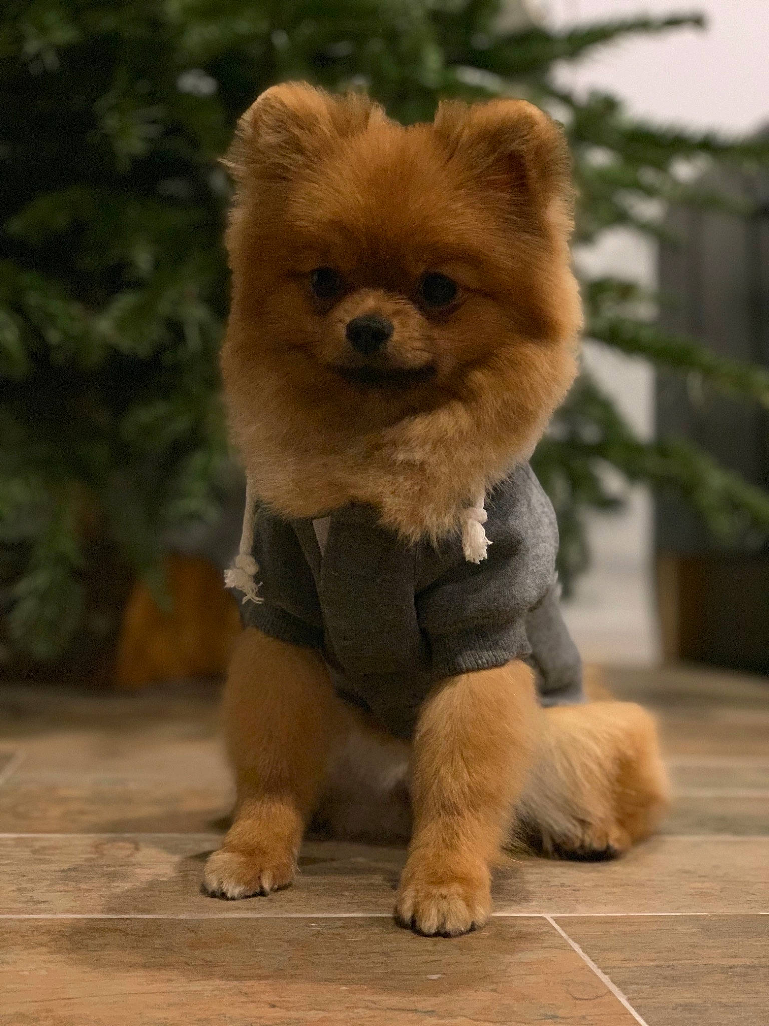 Pom a rejoint le concours — aidez-le/la à gagner de superbes lots ! ancient_dog_breeds, canidae, carnivore, companion_dog, dog, dog_breed, fawn, german_spitz, german_spitz_klein, german_spitz_mittel, mammal, non_sporting_group, pomeranian, puppy, snout, spitz, sporting_group, toy_dog, vertebrate, volpino_italiano