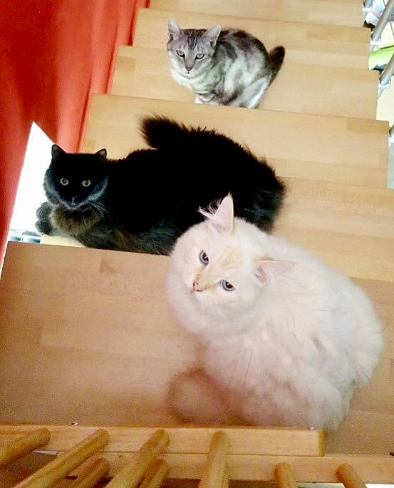 Jesse participe au concours pour gagner de l'argent avec cette photo : american_curl, asian, british_longhair, british_semi_longhair, carnivore, cat, cymric, domestic_long_haired_cat, felidae, fur, kitten, mammal, munchkin, napoleon_cat, norwegian_forest_cat, persian, ragamuffin, skin, small_to_medium_sized_cats, whiskers