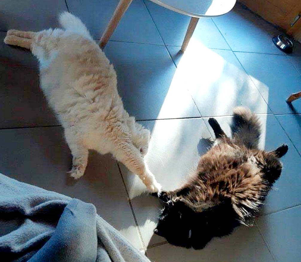 Jesse a rejoint le concours — aidez-le/la à gagner de superbes lots ! carnivore, cat, claw, dragon_li, european_shorthair, fawn, felidae, fur, small_to_medium_sized_cats, tail, whiskers