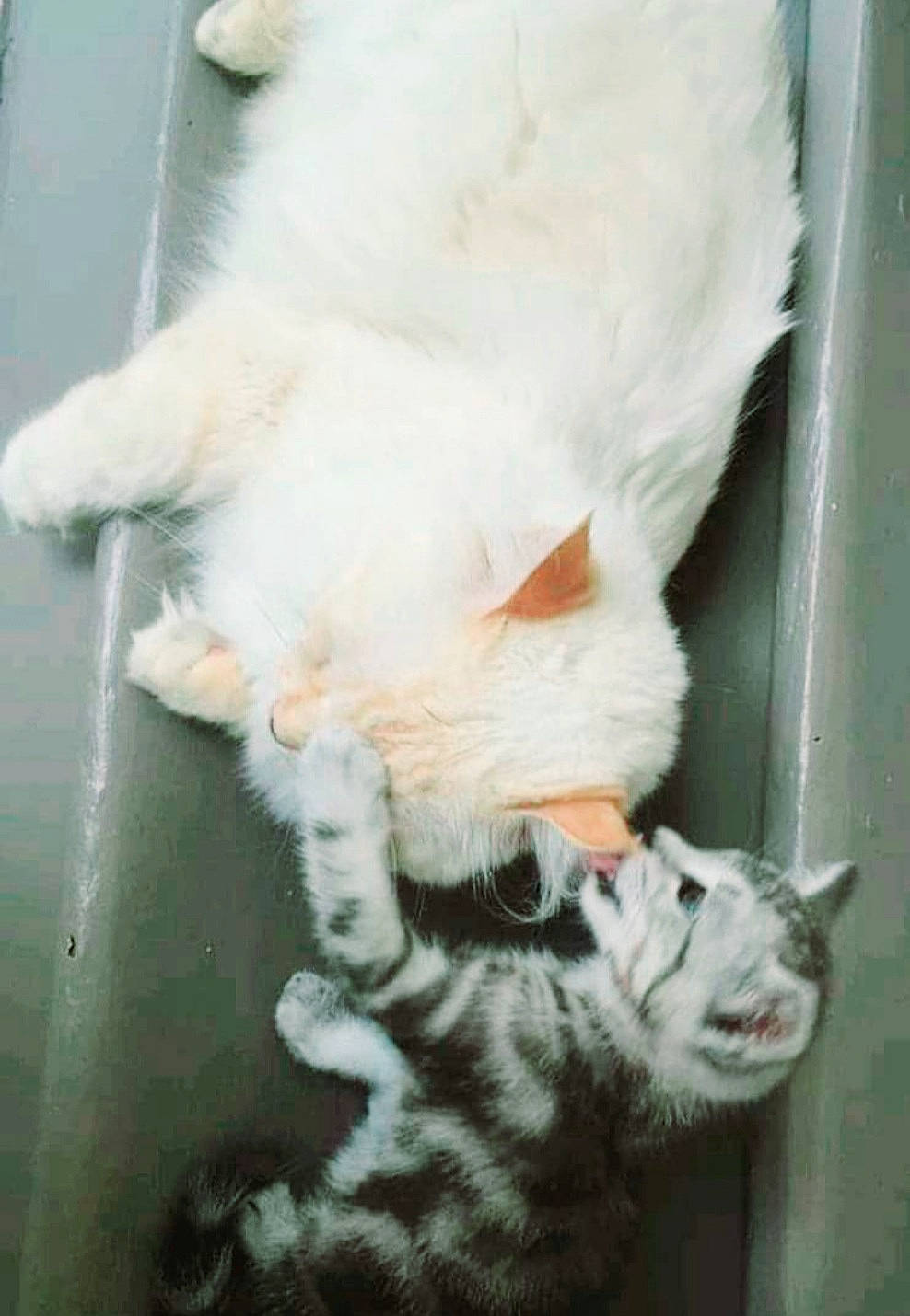 Jesse participe au concours pour gagner de l'argent avec cette photo : aegean_cat, american_curl, asian, carnivore, cat, domestic_short_haired_cat, european_shorthair, felidae, fur, german_rex, kitten, mammal, polydactyl_cat, small_to_medium_sized_cats, tail, turkish_angora, turkish_van, whiskers