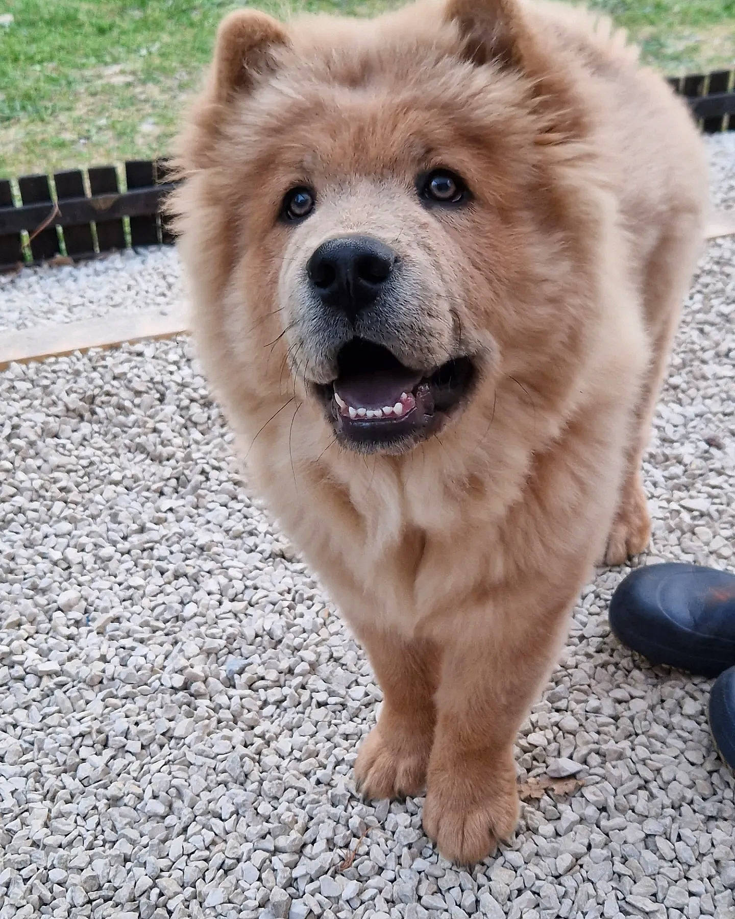 Uterr a rejoint le concours — aidez-le/la à gagner de superbes lots ! ancient_dog_breeds, canidae, carnivore, collar, companion_dog, dog, dog_breed, fawn, fence, fur, mesh, non_sporting_group, road_surface, snout, sporting_group, terrestrial_animal, whiskers, working_animal, working_dog