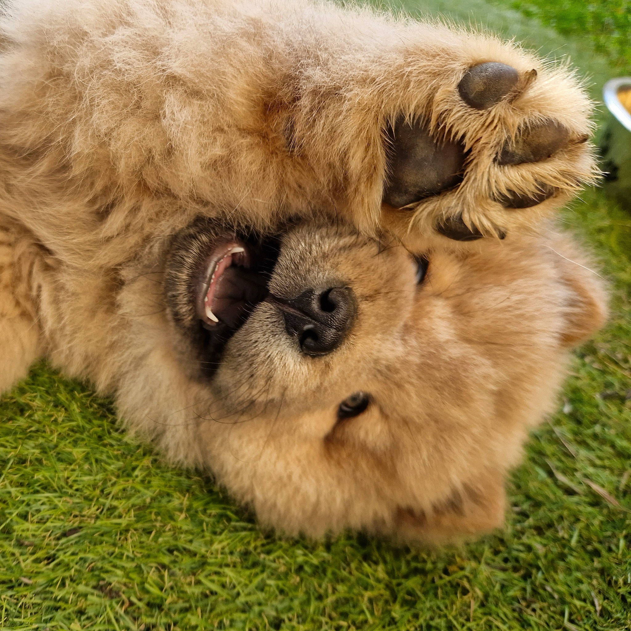 Uterr participe au concours pour gagner de l'argent avec cette photo : big_cats, canidae, carnivore, companion_dog, dog, dog_breed, fawn, felidae, fur, grass, grassland, liver, pasture, paw, snout, sporting_group, terrestrial_animal, whiskers, wildlife, working_animal