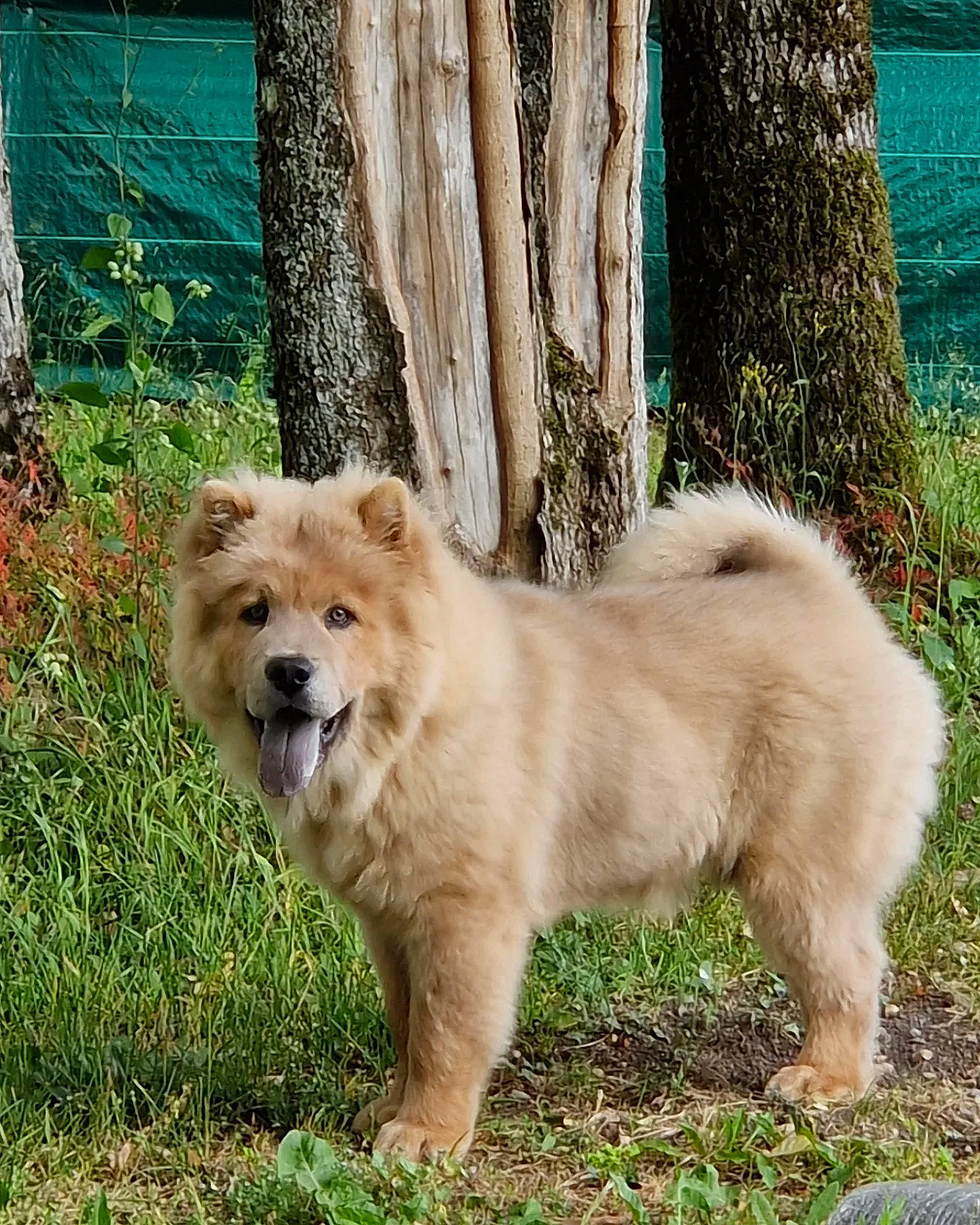 Uterr a rejoint le concours — aidez-le/la à gagner de superbes lots ! ancient_dog_breeds, canidae, carnivore, companion_dog, dog, dog_breed, fawn, fur, grass, non_sporting_group, plant, snout, sporting_group, tail, terrestrial_animal, tree, trunk, wildlife, wood