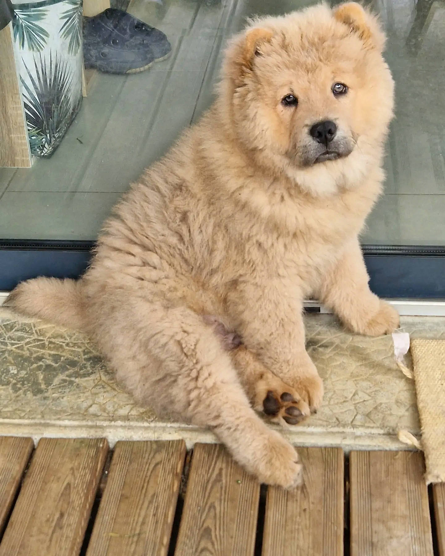 Uterr participe au concours pour gagner de l'argent avec cette photo : carnivore, claw, dog_breed, fawn, fur, gas, snout, tail, terrestrial_animal, whiskers, wildlife, wood