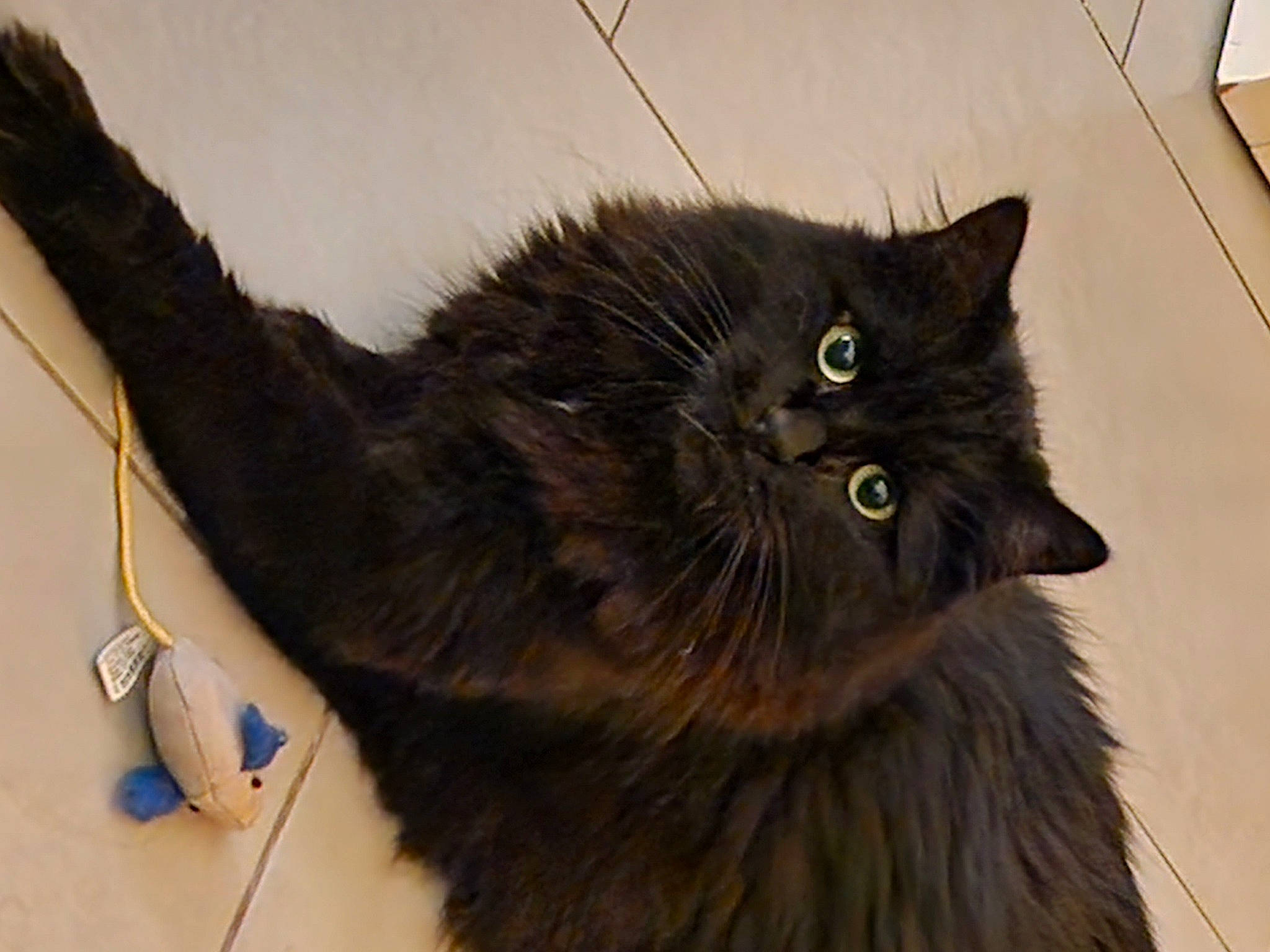 Onyx a rejoint le concours — aidez-le/la à gagner de superbes lots ! black_cat, bombay, british_longhair, carnivore, cat, claw, felidae, fur, liver, small_to_medium_sized_cats, snout, tail, terrestrial_animal, whiskers