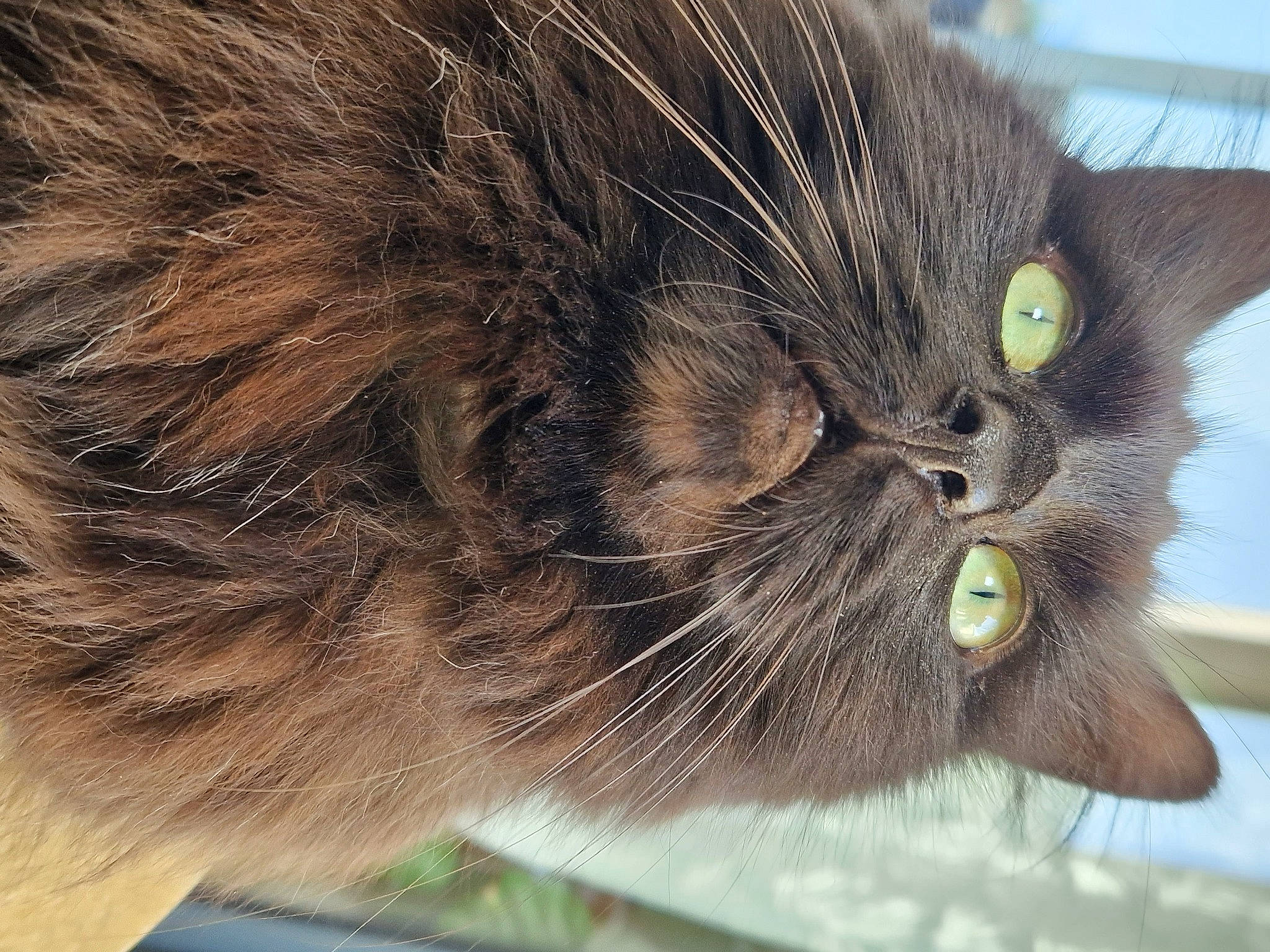 Onyx a rejoint le concours — aidez-le/la à gagner de superbes lots ! carnivore, cat, claw, domestic_short_haired_cat, ear, eye, felidae, fur, hair, paw, small_to_medium_sized_cats, snout, terrestrial_animal, whiskers