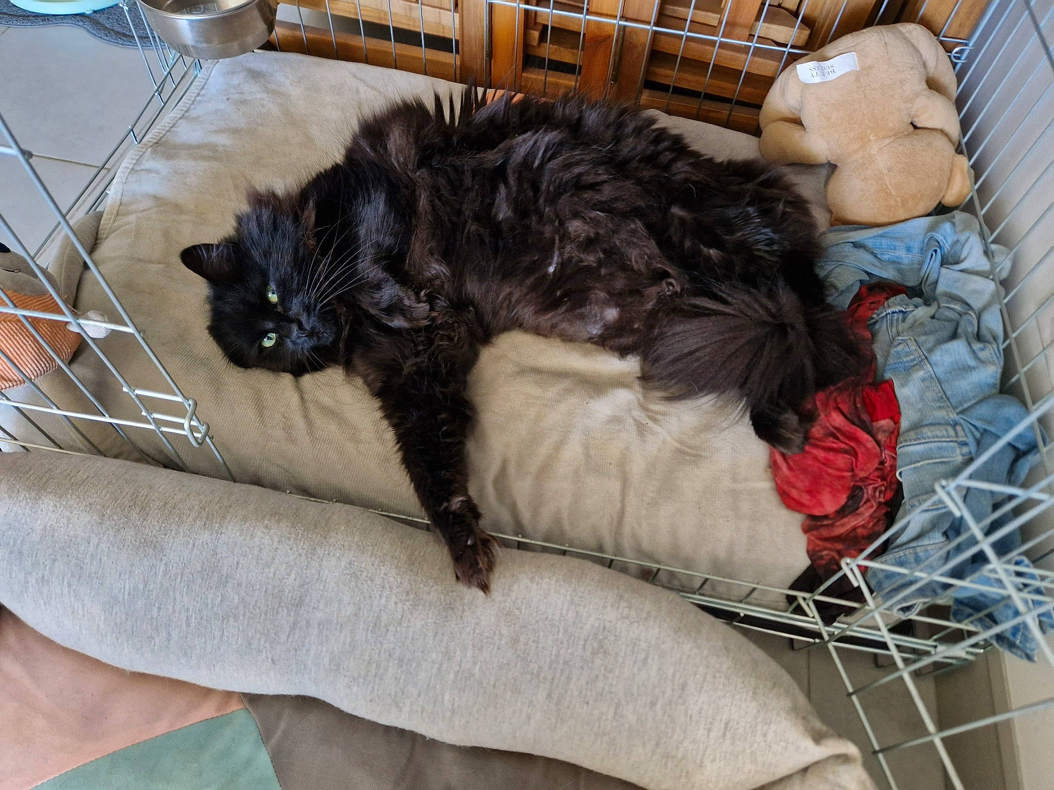 Onyx a rejoint le concours — aidez-le/la à gagner de superbes lots ! bed, black_cat, canidae, carnivore, cat, claw, comfort, companion_dog, couch, dog_breed, dog_supply, domestic_short_haired_cat, felidae, fur, nap, paw, small_to_medium_sized_cats, studio_couch, tail, whiskers