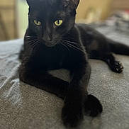 Ronan is registered to the contest to win money with this photo: animal, bedroom, black_cat, cat, close_up, cute, domestic_animal, feline, focus, fur, indoor, laying_down, paws, pet, portrait, relaxed, resting, soft_surface, whiskers, yellow_eyes