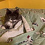 Boots joined the competition — help win amazing prizes! cat, gray_cat, white_fur, blanket, bed, indoor, cozy, animal, pet, feline, curious_eyes, fur, resting, cute, domestic_animal, sleepy, winter_theme, snowman_pattern, yellow_wall, comfort