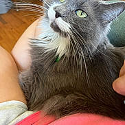 Boots joined the competition — help win amazing prizes! cat, gray_cat, white_fur, green_eyes, whiskers, close_up, lap, person, indoor, wooden_floor, furniture, relaxed, pet, domestic_animal, fur, sitting, looking_up, comfort, cozy, household