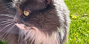 Boots is registered to the contest to win money with this photo: cat, gray_cat, white_fur, yellow_eyes, whiskers, side_profile, outdoor, grass, sunlight, blurred_background, house, pet, animal, feline, nature, close_up, fluffy, daylight, greenery, domestic_animal