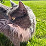 cat, gray_cat, white_fur, yellow_eyes, whiskers, side_profile, outdoor, grass, sunlight, blurred_background, house, pet, animal, feline, nature, close_up, fluffy, daylight, greenery, domestic_animal