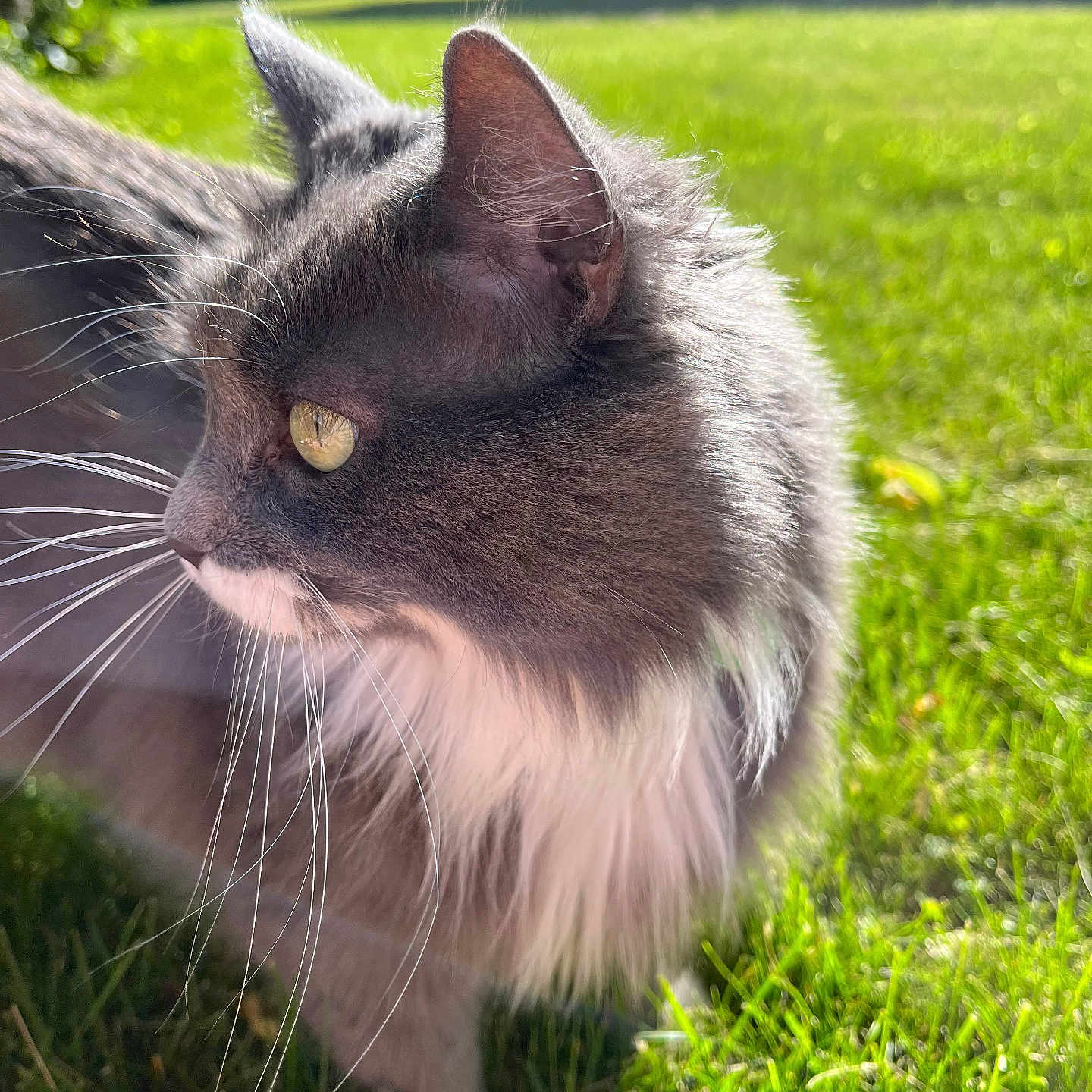 Boots is registered to the contest to win money with this photo: animal, blurred_background, cat, close_up, daylight, domestic_animal, feline, fluffy, grass, gray_cat, greenery, house, nature, outdoor, pet, side_profile, sunlight, whiskers, white_fur, yellow_eyes
