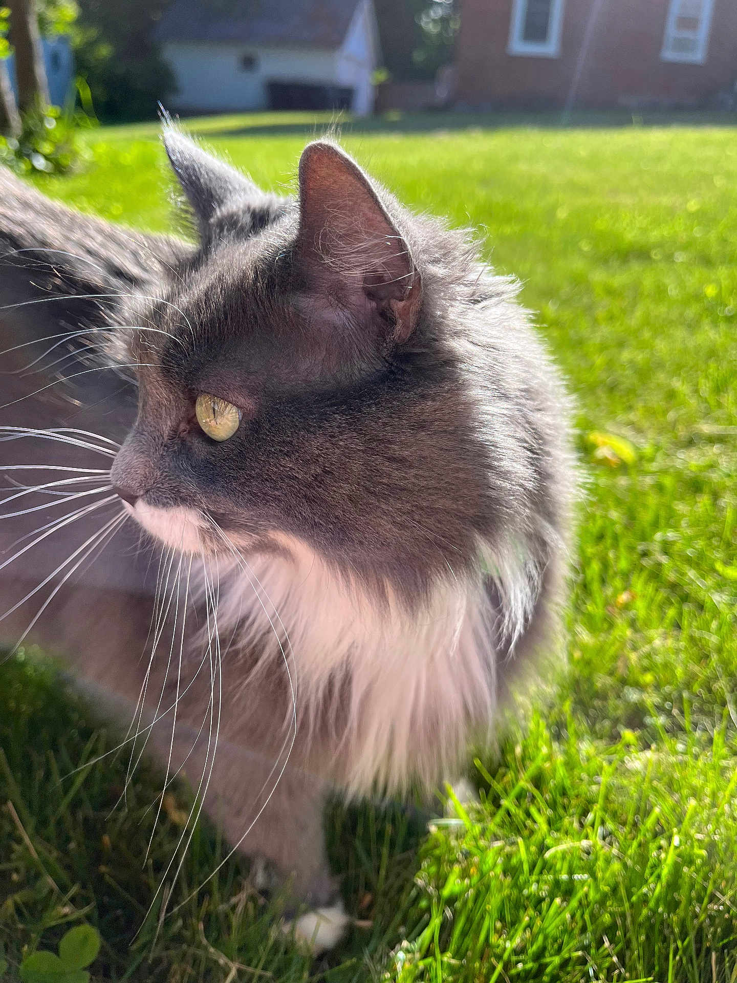 Boots is registered to the contest to win money with this photo: cat, gray_cat, white_fur, yellow_eyes, whiskers, side_profile, outdoor, grass, sunlight, blurred_background, house, pet, animal, feline, nature, close_up, fluffy, daylight, greenery, domestic_animal