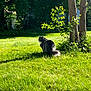 Boots is registered to the contest to win money with this photo: cat, fluffy, black_and_white, grass, lawn, tree, bush, sunlight, shadow, outdoor, nature, pet, animal, daylight, greenery, peaceful, garden, feline, sitting, sunny