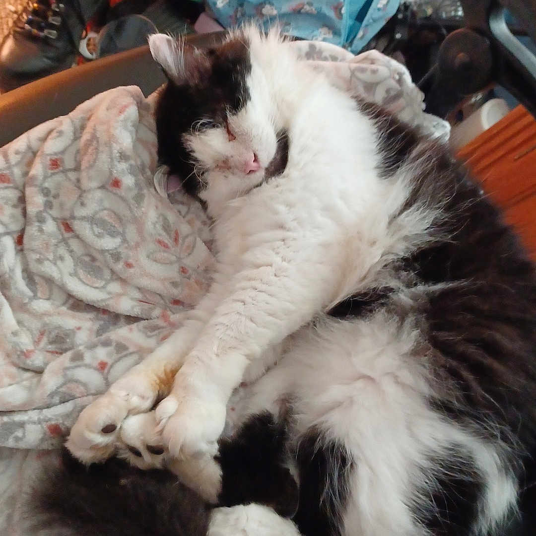 Oscar is registered to the contest to win money with this photo: accessories, animal, bag, bed, blanket, cat, clothing, couch, cushion, footwear, furniture, handbag, homedecor, indoors, kitten, manx, person, pet, shoe, sleeping