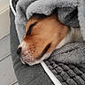 dog, sleeping, blanket, cozy, resting, brown, white, fur, closeup, indoor, soft, nap, cute, pet, relaxed, portrait, comfort, animal, bed, warm