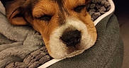 Replay participe au concours pour gagner de l'argent avec cette photo : puppy, sleeping, dog, blanket, bed, cozy, close_up, fur, pet, animal, resting, cute, indoors, comfort, soft, young, face, snout, relaxation, warm