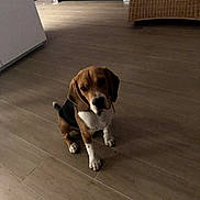 Replay participe au concours pour gagner de l'argent avec cette photo : beagle, dog, puppy, indoor, wooden_floor, curious, pet, animal, flooring, furniture, wicker_chair, brown, white, black, ears, sitting, looking_up, shadow, room, canine