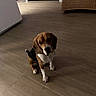 beagle, dog, puppy, indoor, wooden_floor, curious, pet, animal, flooring, furniture, wicker_chair, brown, white, black, ears, sitting, looking_up, shadow, room, canine
