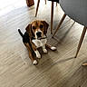 beagle, puppy, dog, pet, indoor, floor, wooden_floor, chair, furniture, looking_up, brown, black, white, ears, tail, collar, cute, animal, young, sitting