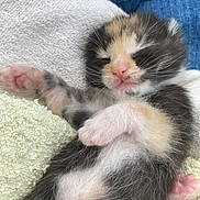 Hannsy participe au concours pour gagner de l'argent avec cette photo : kitten, sleeping, paw, fur, close_up, cute, pet, animal, newborn, resting, cozy, soft_texture, pink_nose, whiskers, towel, indoor, calm, small, adorable, fluffy