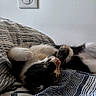 Hannsy a rejoint le concours — aidez-le/la à gagner de superbes lots ! cat, sleeping, bed, bedding, striped, pattern, fur, whiskers, cozy, resting, indoor, pet, cute, relaxed, animal, domestic, calm, soft_light, home, nap